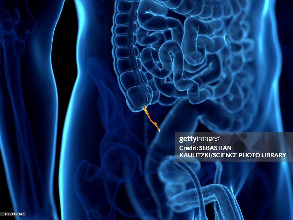 Human Appendix Illustration High-Res Vector Graphic - Getty Images