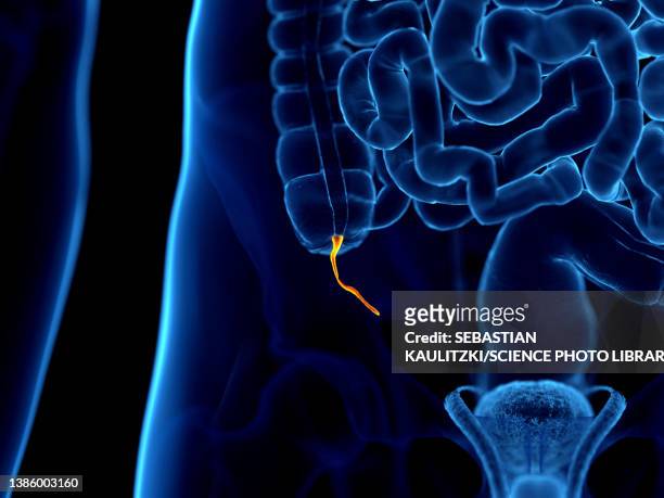 human appendix, illustration - human intestine stock-grafiken, -clipart, -cartoons und -symbole