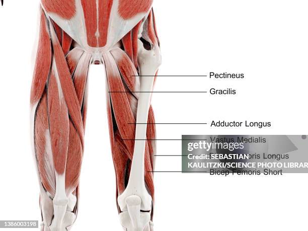muscles of the upper leg, illustration - pectineus muscle stock illustrations