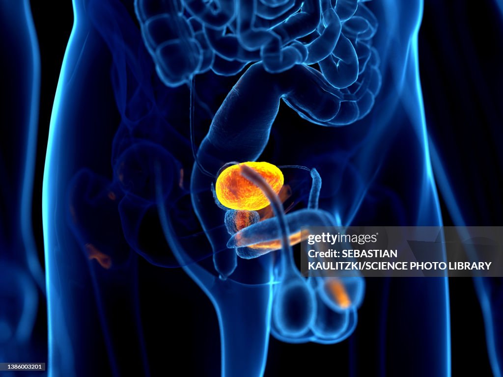 Human bladder, illustration