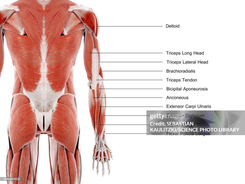 Arm muscles, illustration