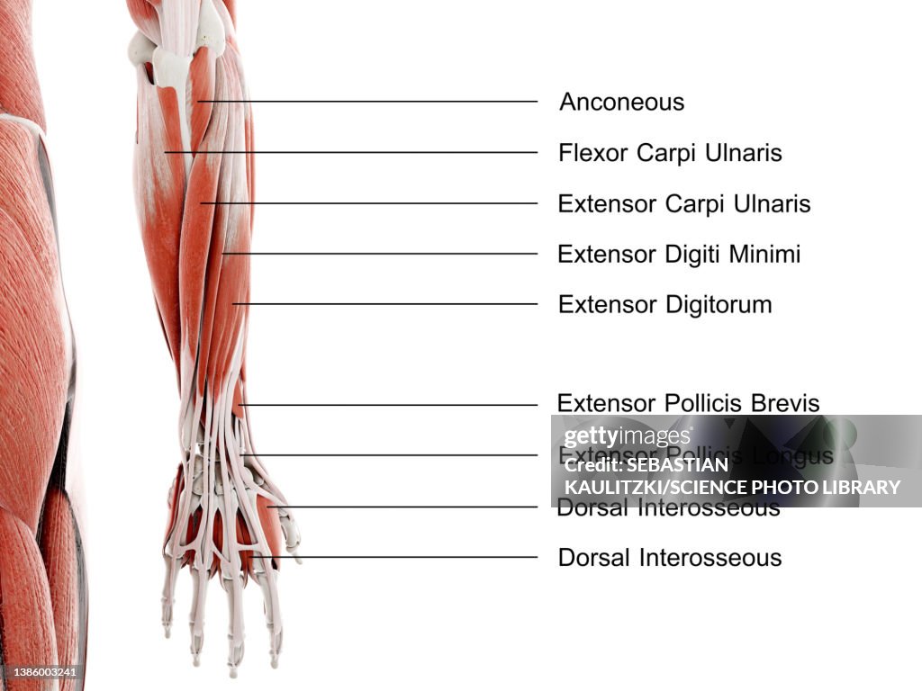 Lower arm and hand muscles, illustration