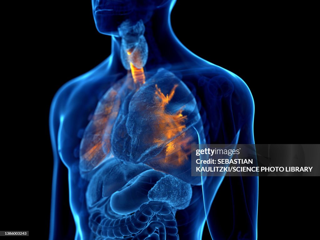 Human bronchi, illustration