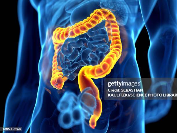 ilustraciones, imágenes clip art, dibujos animados e iconos de stock de human colon, illustration - human large intestine