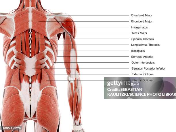 back muscles, illustration - infraspinatus stock illustrations