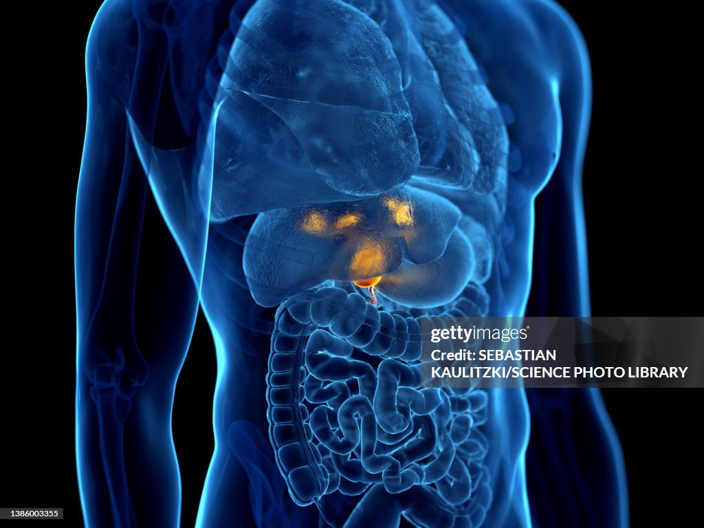 Human gallbladder, illustration