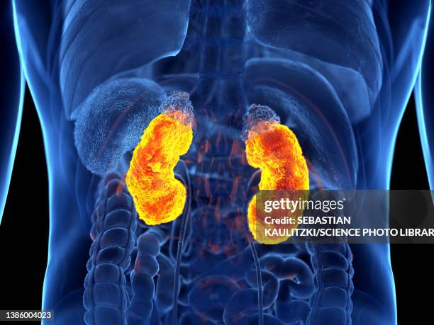 kidney cancer, illustration - human kidney stock illustrations