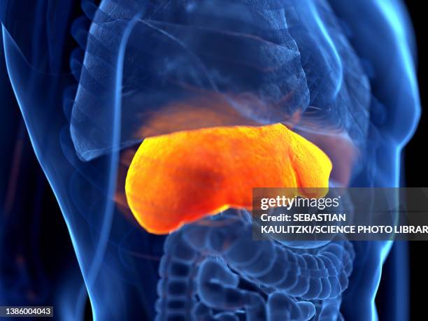 ilustraciones, imágenes clip art, dibujos animados e iconos de stock de human liver, illustration - illness