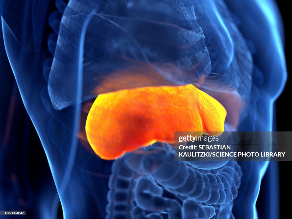Human Liver Illustration High-Res Vector Graphic - Getty Images