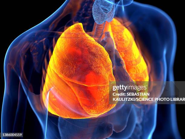 human lung, illustration - image within image stock illustrations