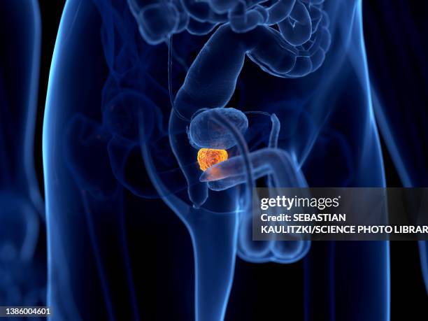 stockillustraties, clipart, cartoons en iconen met human prostate, illustration - human gland