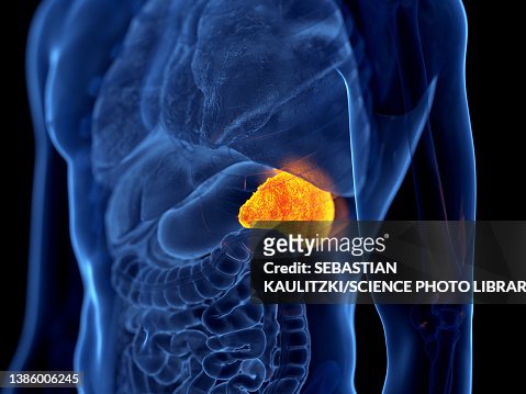 Spleen Illustration High-Res Vector Graphic - Getty Images