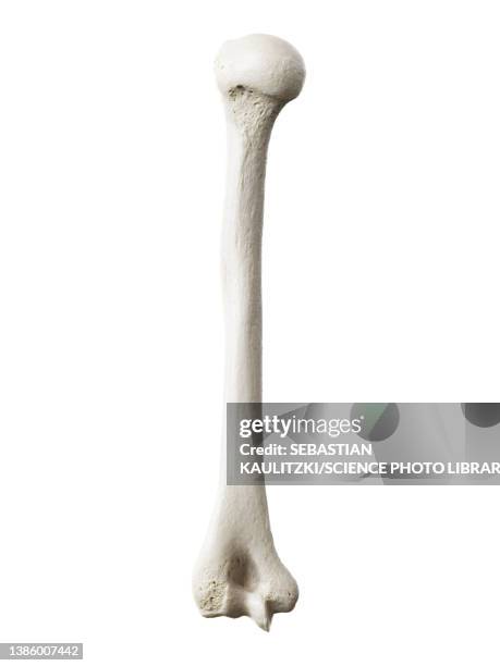 stockillustraties, clipart, cartoons en iconen met humerus, illustration - opperarmbeen