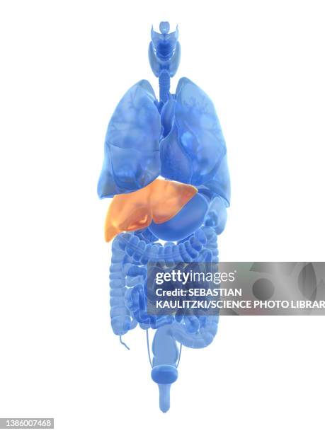 liver, illustration - adenoma stock illustrations