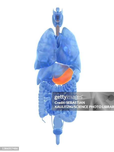 stomach, illustration - ulcer stock illustrations
