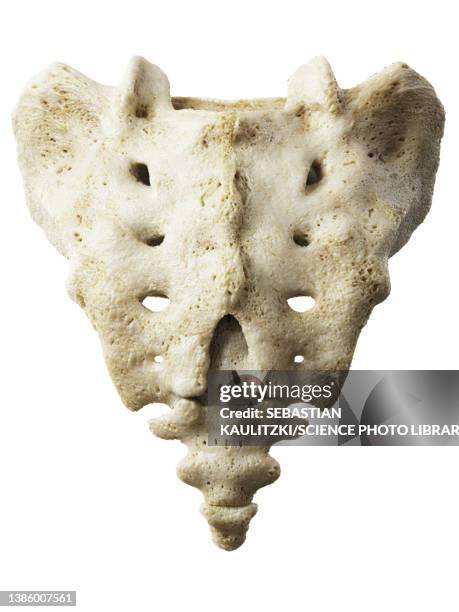 Android Sacrum 2,396 Sacrum Stock Photos, High-Res Pictures, and Images - Getty Images