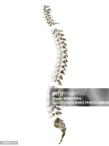 spine segments, illustration - rückenwirbel stock-grafiken, -clipart, -cartoons und -symbole