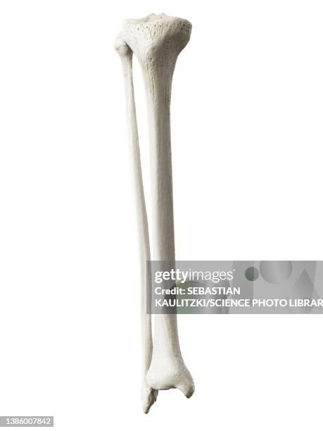 illustrations, cliparts, dessins animés et icônes de tibia and fibula, illustration - tibia