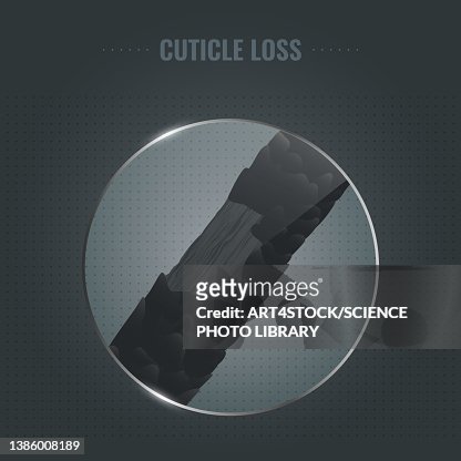 22 Hair Cuticle Photos and Premium High Res Pictures - Getty Images