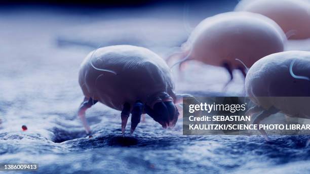 dust mites, illustration - zoology stock illustrations