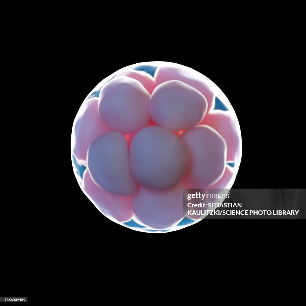Morula Designs Morula Illustration High-Res Vector Graphic - Getty Images