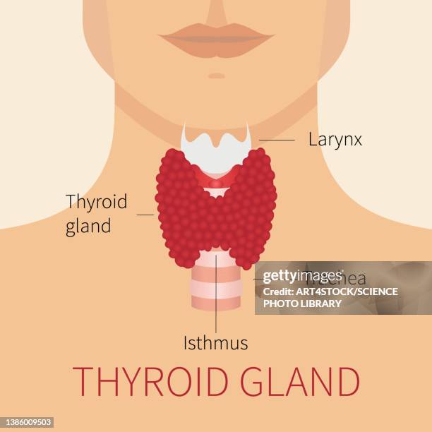 ilustraciones, imágenes clip art, dibujos animados e iconos de stock de thyroid gland, illustration - glándula de tiroides