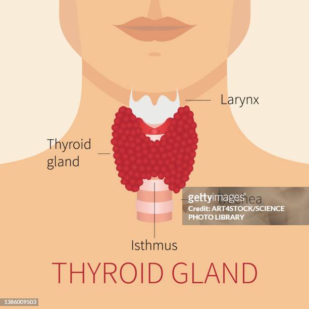 thyroid gland, illustration - 甲状腺点のイラスト素材／クリップアート素材／マンガ素材／アイコン素材