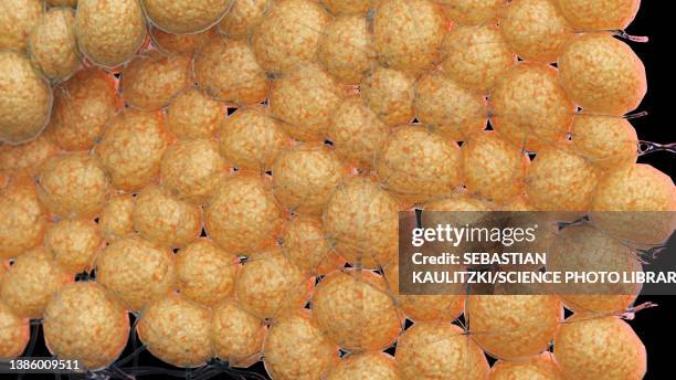 fat cells, illustration - adipose cell点のイラスト素材／クリップアート素材／マンガ素材／アイコン素材