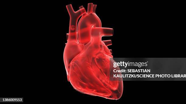 ilustrações, clipart, desenhos animados e ícones de human heart, illustration - sistema circulatorio