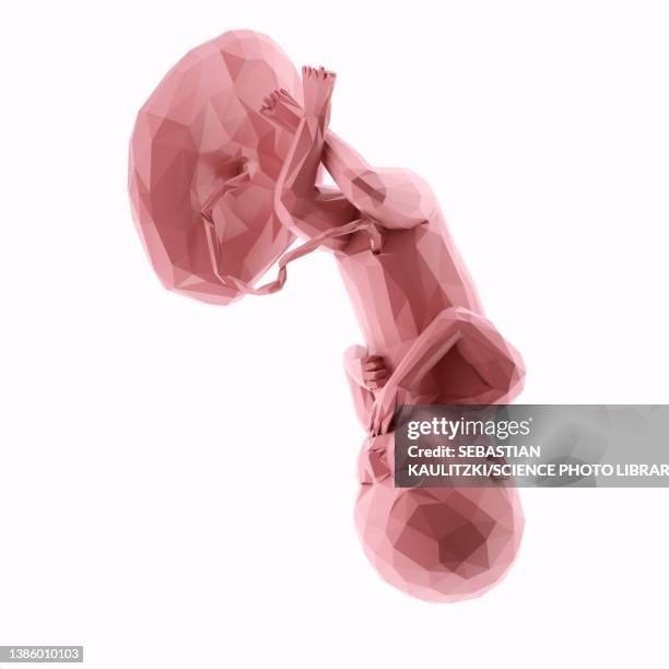 Week 36 Cartoon 69 36 Week Foetus Stock Photos, High-Res Pictures, and Images - Getty ...