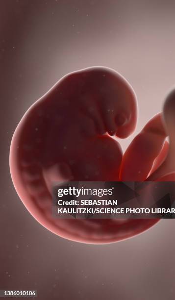 human foetus at week 6, illustration - 6 week foetus stock illustrations