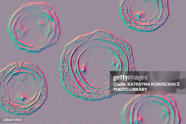 eggs of ascaris lumbricoides parasite, illustration - ascaris stock illustrations