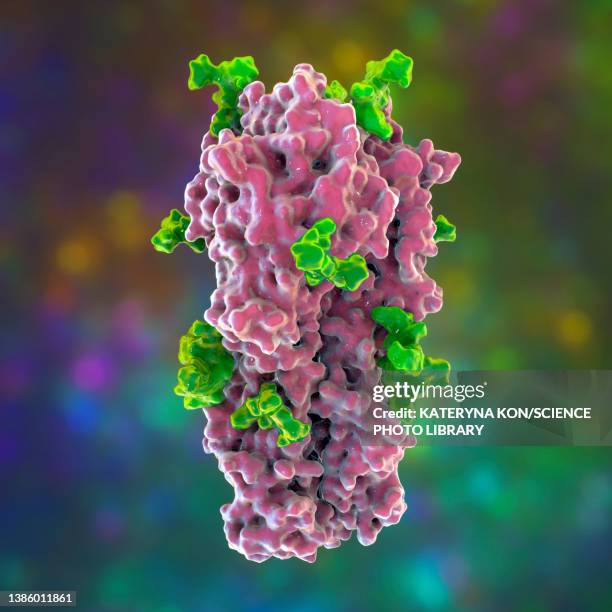 haemagglutinin from h3n2 1968 influenza virus, illustration - h3n2 stock illustrations