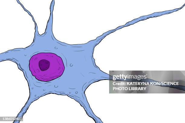 nerve cell, illustration - cerebral nuclei stock-grafiken, -clipart, -cartoons und -symbole