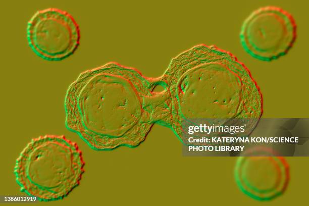 stem cells, illustration - lymphoma stock illustrations