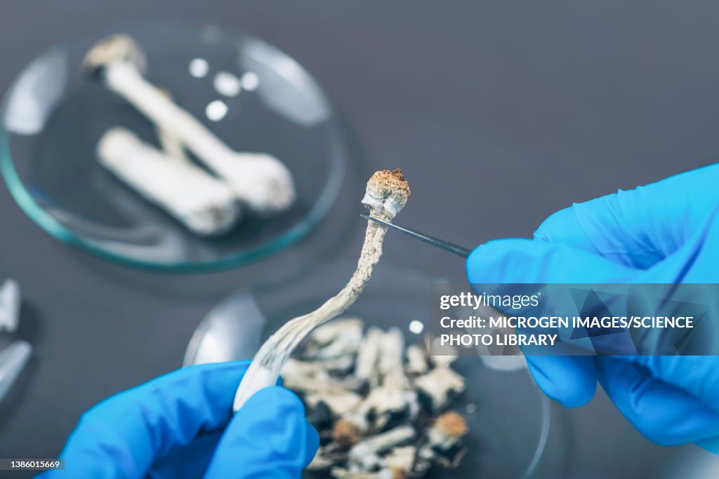 Preparing micro doses of psilocybin