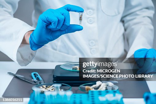 Laboratory technician holding a micro dose of psilocybin Laboratory technician holding a micro dose of psilocybin