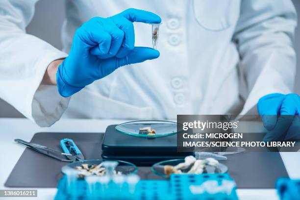 laboratory technician holding a micro dose of psilocybin - fly agaric mushroom - fotografias e filmes do acervo