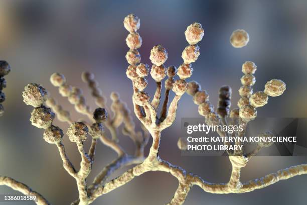 scopulariopsis brevicaulis fungus, illustration - onychomycosis stock illustrations