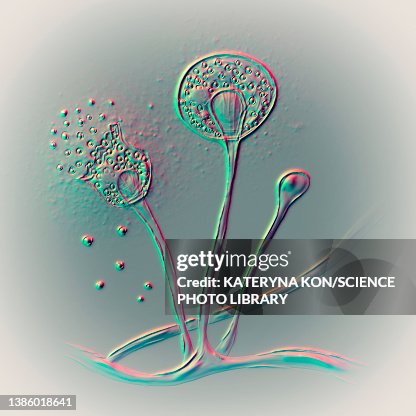 Mucor mould, illustration Mucor mould, illustration