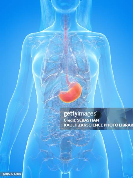 human stomach, illustration - stomach anatomy stock illustrations