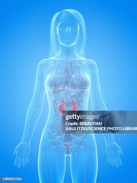 human kidneys, illustration - renal failure stock illustrations