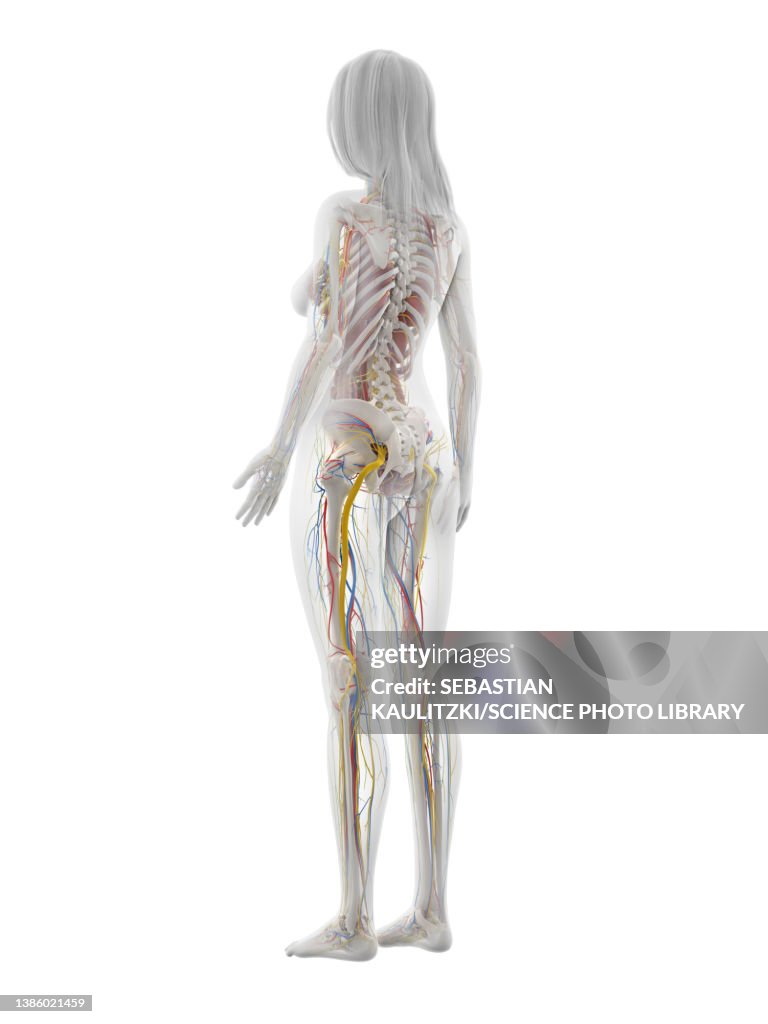 Human Anatomy Illustration High Biology Diagrams