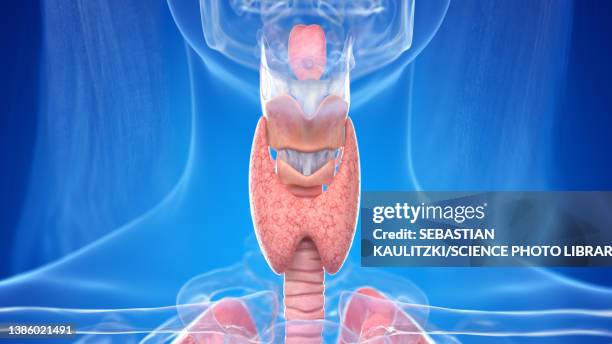 human neck anatomy, illustration - human gland 幅插畫檔、美工圖案、卡通及圖標