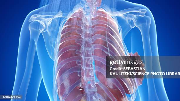Human Thoracci Radiograph Human Thorax Anatomy Illustration High-Res Vector Graphic - Getty Images
