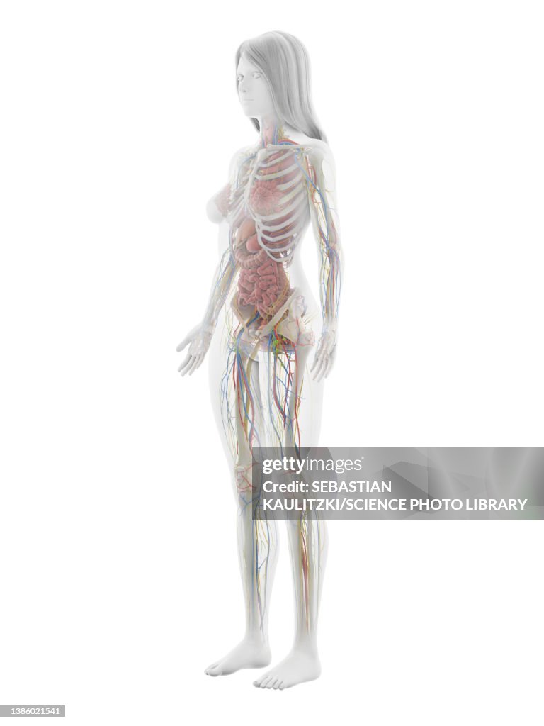 Human Anatomy Illustration High Biology Diagrams