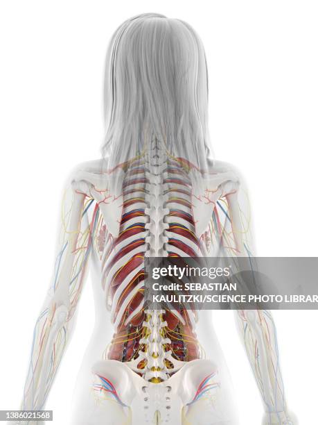 Human Back Inwards 45,845 Human Anatomy Organs Back View High Res Illustrations - Getty Images