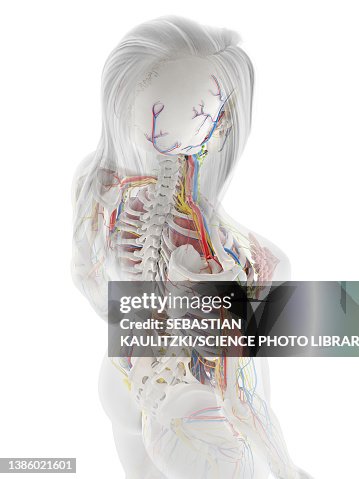 Human Anatomy Illustration High Biology Diagrams