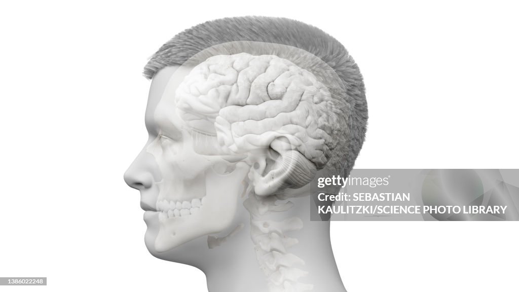 Illustration Of A Human Brain High-Res Vector Graphic - Getty Images