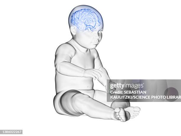 Brain Development Animation Baby Brain Development Photos and Premium High Res Pictures - Getty Images